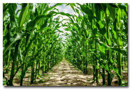 Milwaukee Syngenta GMO Lawsuits