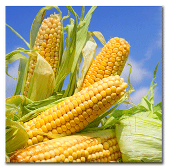 Orlando Syngenta Viptera Corn Lawsuit