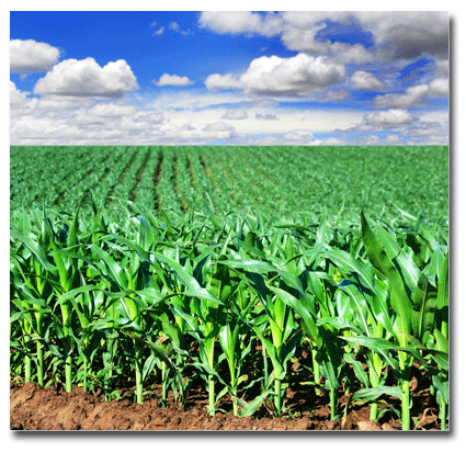 Minnesota Viptera Corn Lawsuit FAQ